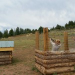 I never hit one of the clay targets at skeet shooting!