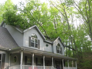 tree on the house