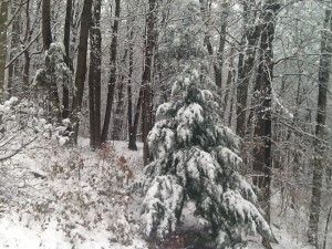 The first snow of the season! 11/21/15