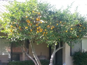 Lemon tree